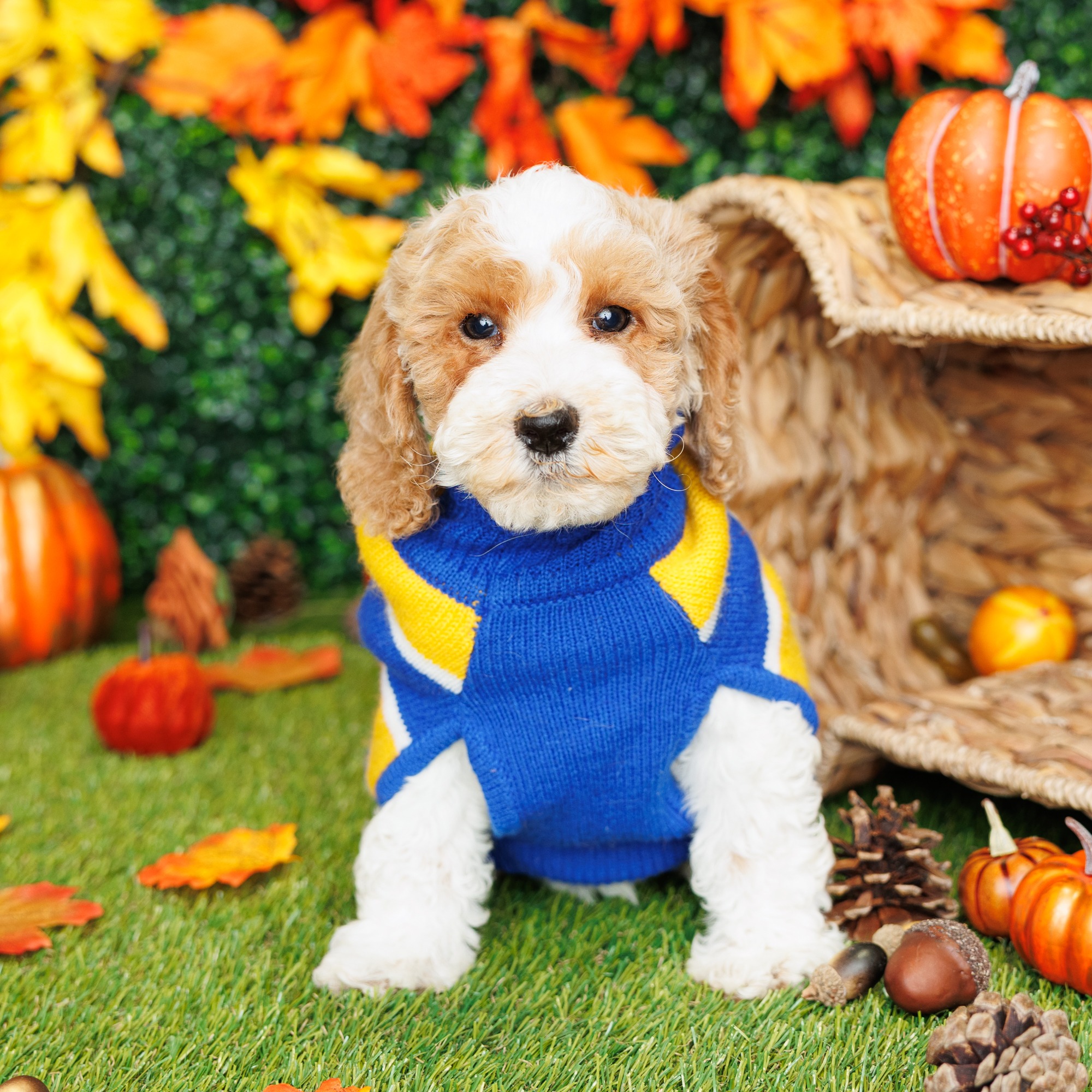 Rip - Mini Goldendoodle (F1B) Puppy Adopted in Ft Lauderdale, puppy ID ...