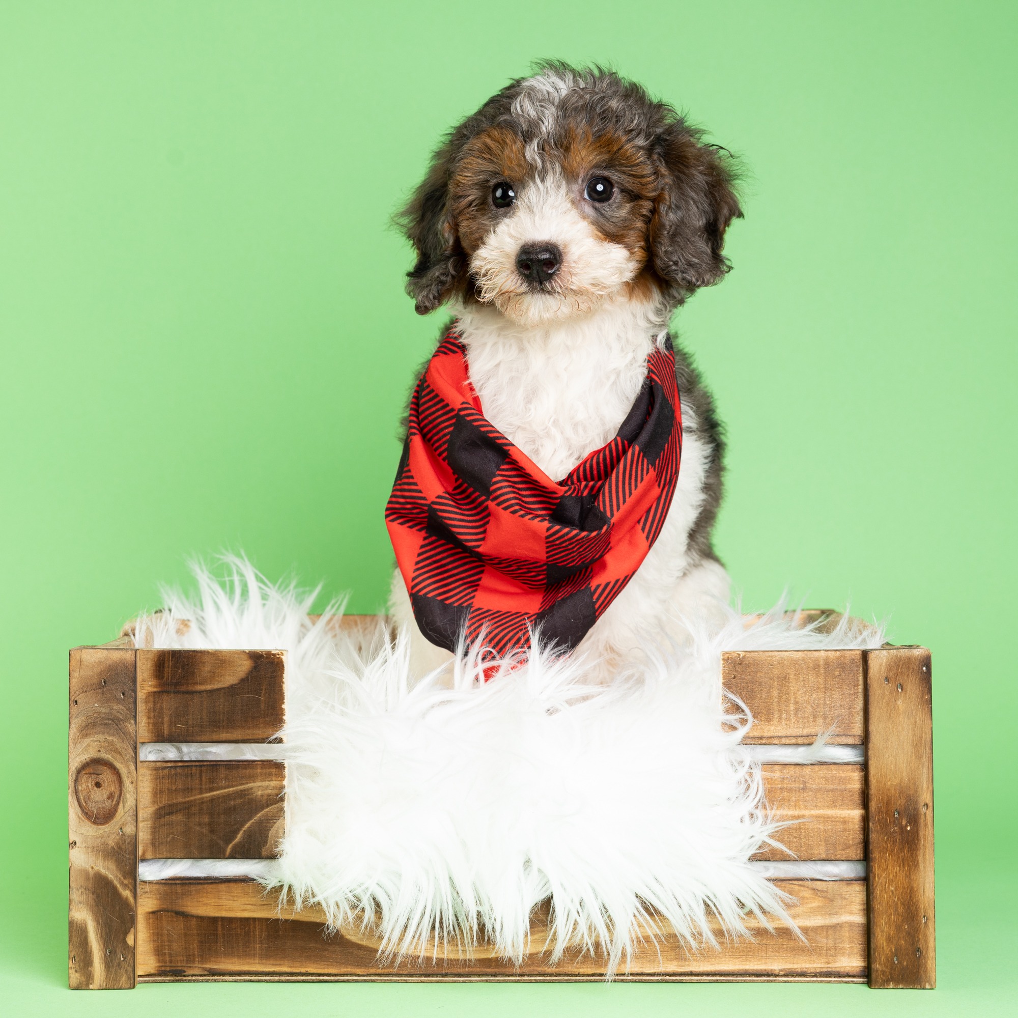Mini Puddle Roux Carter - Mini Poodle Puppy Adopted in Miami, puppy ID #00032756 ...