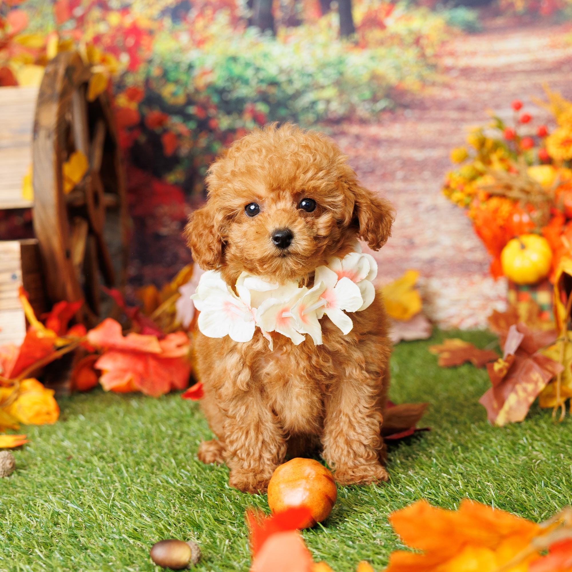 Mini Puddle Roux Mandy - Mini Poodle Puppy Adopted in Miami, puppy ID #14348279 ...