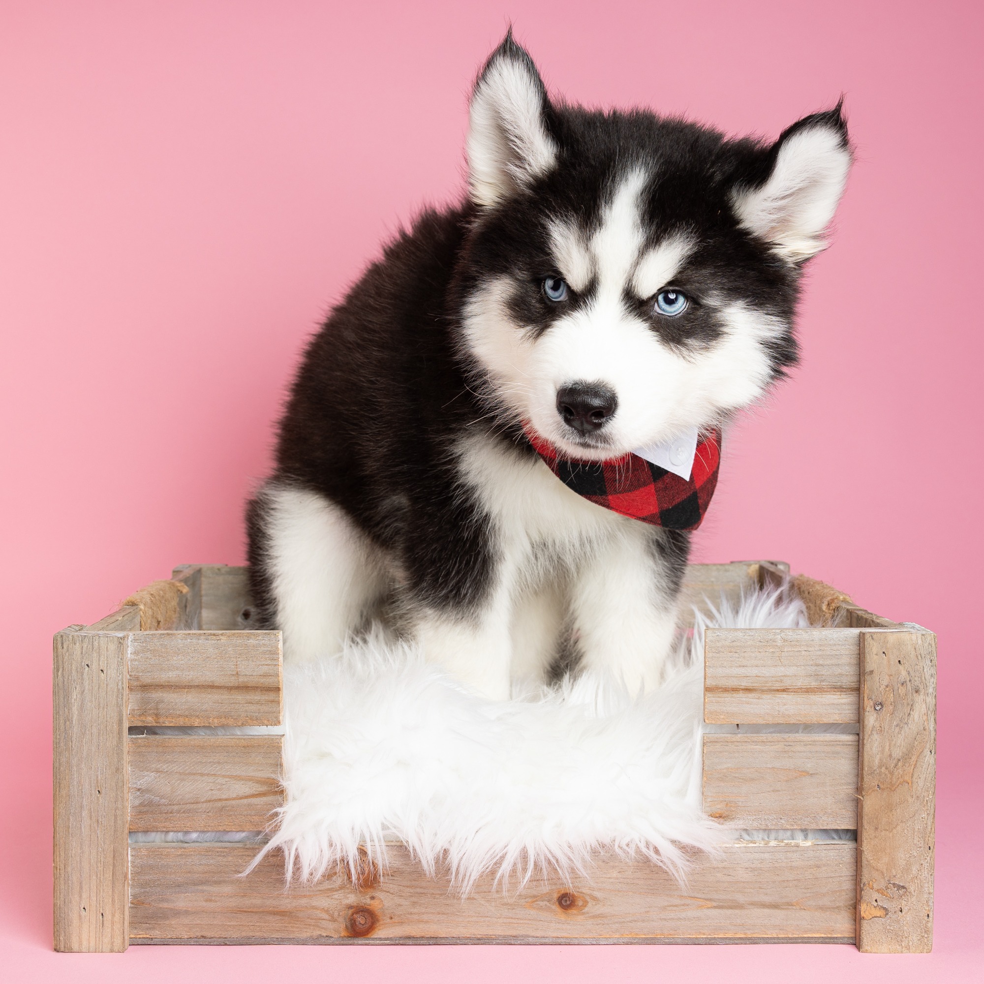 Sottobicchiere Con Alaskan Malamute E Husky – 9,5×9,5 Cm – Retro In Sughero – Stampato Nel Regno Unito