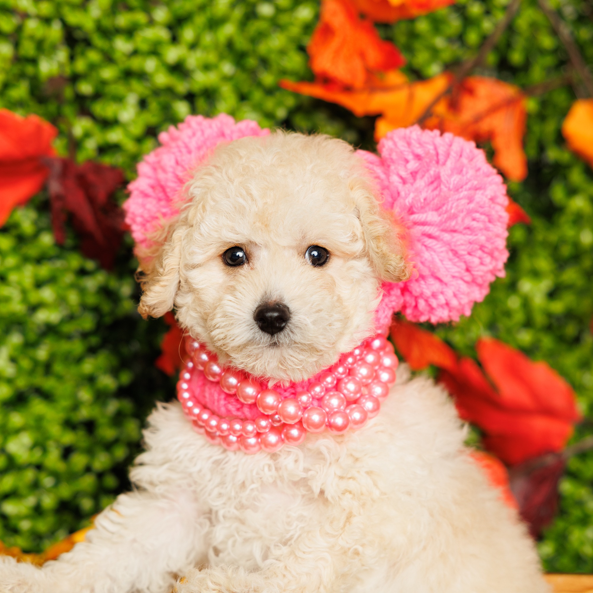 Target Poodle Jamie - Toy Poodle Puppy Adopted in Pembroke Pines, puppy ID #01977796 ...